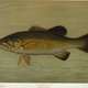 Illustration for article titled Fishes of North America That are Captured on Hook and Line